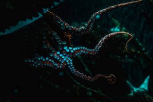 Crunchyroll’s Darkest Anime Was Completely Snubbed at the 2026 Awards — Here’s Why You Need to Watch Takopi’s Original Sin Now