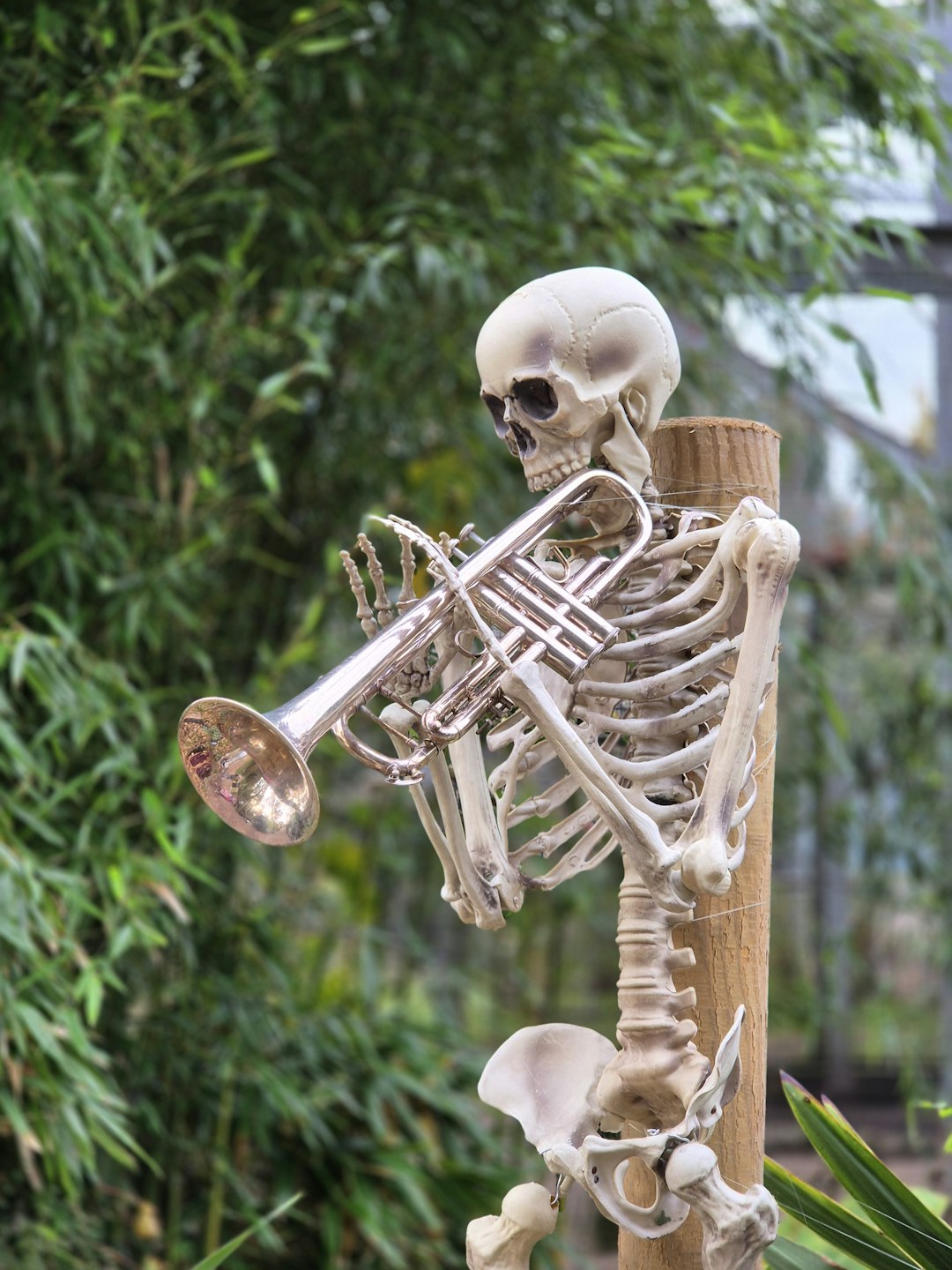 One Piece Brook musician skeleton theory